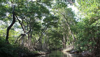 Here's How Local Communities Can Help Save Mangroves