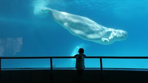 Plan to move beluga whales from Canada to U.S. aquarium sparks controversy