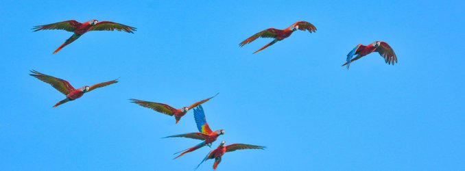 How the Stunning Scarlet Macaw Came Back From the Brink
