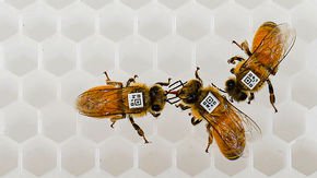 Deadly virus turns honey bees into Trojan horses