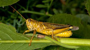 Starving grasshoppers? How rising carbon dioxide levels may promote an ‘insect apocalypse’