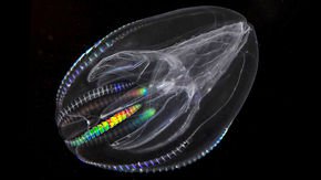 Some comb jellies survive the winter by eating their young