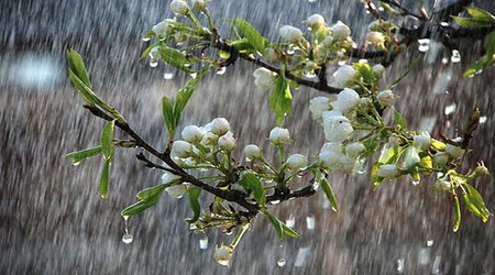 برگزاری نشست تخصصی مجازی مدیریت بارش های بهاره در شهرستان و کنترل خسارات ناشی از سیلاب