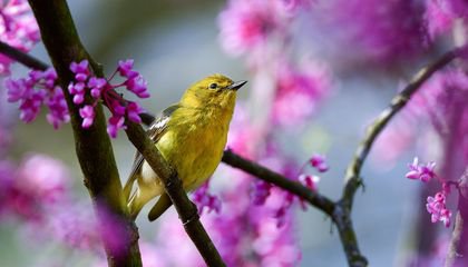 Here’s How to (Safely) Birdwatch During Lockdown