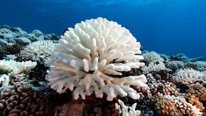 Lab-evolved algae could protect coral reefs