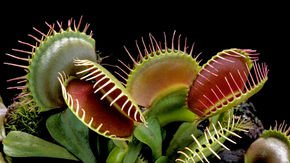 How Venus flytraps evolved their taste for meat