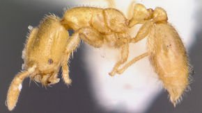 Thief ants steal—and eat—the young of other ants, decimating their populations