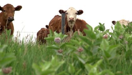 Saving Our Planet Starts With the Soil