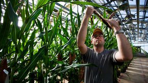 United States relaxes rules for biotech crops