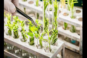 برای توسعه زیست‌فناوری دریا همه ظرفیت‌های علمی کشور به میدان می‌آیند