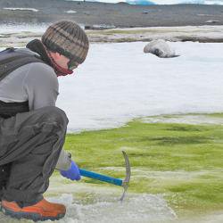 Climate change will turn coastal Antarctica green, say scientists