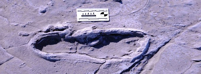 Ancient Toes and Soles of Fossilized Footprints Now 3-D Digitized for the Ages
