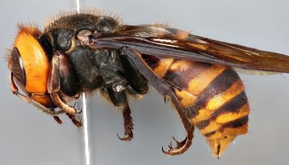 Here's Why the Invasive Asian Giant Hornet’s Identification Is Actually a Scientific Success Story