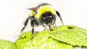 Hungry bumble bees make plants flower early by cutting holes in their leaves