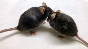 Defective immune cells could make us old