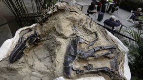 Court rules “Dueling Dinos” belong to landowners, in a win for science