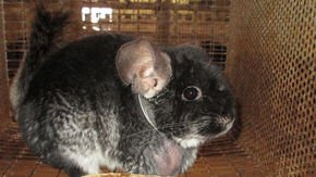Sick chinchillas languish at farms that supply U.S. researchers