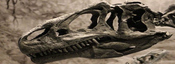 Carnivorous Dinosaurs Like Allosaurus Were Cannibals