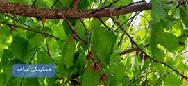 رصد بیماری خشکیدگی سرشاخه درختان در باغات حوزه فعالیت مرکز جهادکشاورزی کاغه شمالی شهرستان دورود