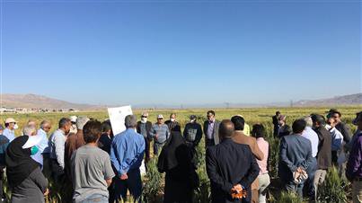 آشنایی با اصلاح و تکثیر بذر