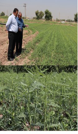 کاشت آزمایشی گیاه سبز در مرکز تحقیقات و آموزش کشاورزی و منابع طبیعی صفی‌آباد دزفول