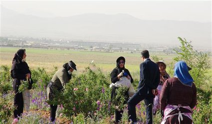 برداشت ۳ تُن گل محمدی از مزرعه تحقیقاتی دانشگاه آزاد اسلامی شهرکرد