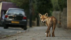 Urban foxes may be self-domesticating in our midst