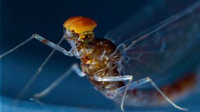 Insect wings evolved from legs, mayfly genome suggests