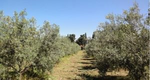 اجرای عملیات اصلاحی در باغ زیتون مرکز تحقیقات و آموزش گلستان