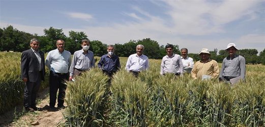 بازدید مشاور محترم وزیر جهاد کشاورزی و مجری طرح افزایش عملکرد گندم آبی و دیم کشور از مزارع تحقیقاتی و تولید بذر گندم در کرج