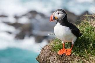 Puffins are donning sexy little sunglasses in the name of science 