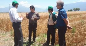 بازدید دکتر فرجی از پروژه بهبود عملکرد و بهره وری نظام های گندم بنیان در ایران (ایران – سیمیت) در شهرستان علی آباد استان گلستان