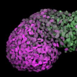 Human embryo-like model created from human stem cells