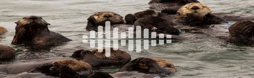 Podcast: The facts on COVID-19 contact tracing apps, and benefits of returning sea otters to the wild