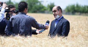 استاندار گلستان در مصاحبه تلویزیونی: کشت گونه جدیدگندم در سال جهش تولید موجب افزایش بهره وری می شود‎