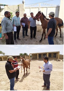 اجرای طرح هویت بخشی اسب برای اولین باردر استان خوزستان