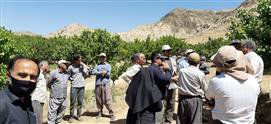 روز عرصه درختان میوه با موضوع "بیماری های مهم درختان زردآلو و روش های کنترل آن" در مرکز جهاد کشاورزی کاغه شمالی شهرستان دورود برگزار گردید