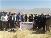 روز مزرعه با عنوان "معرفی ارقام جدید و لاین های امیدبخش گندم آبی نان و دوروم " در شهرستان چگنی برگزار گردید