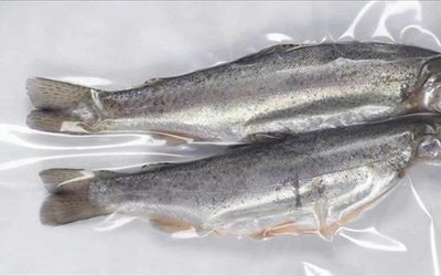 دستیابی به دانش فنی پایش فساد ماهی با استفاده از نانو سنسور های حساس به pH