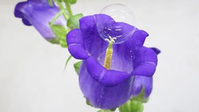 Drone-delivered soap bubbles could help pollinate flowers