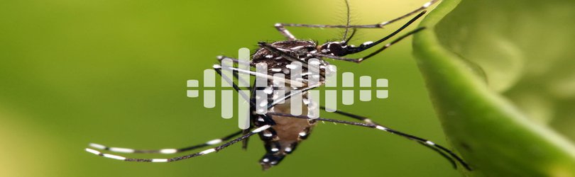 Podcast: Coronavirus spreads financial turmoil at universities, and a drone that fights mosquito-borne illnesses