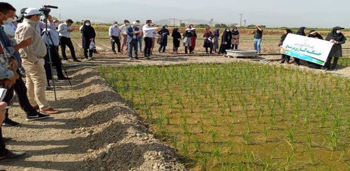 برگزاری کارگاه آموزشی خشکه کاری برنج به همت پژوهشگران مرکز تحقیقات و آموزش گلستان