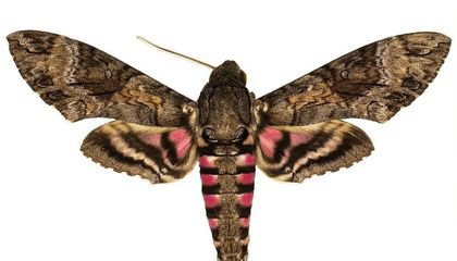 Why Hawk Moths Are the Underdogs of the Pollinator World