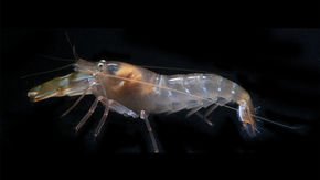 This shrimp has some of the fastest eyes on the planet