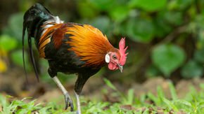 The chicken first crossed the road in Southeast Asia, ‘landmark’ gene study finds