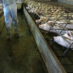 Human interactions with wild and farmed animals must change dramatically to reduce risk of another deadly pandemic