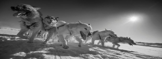 Husky Ancestors Started Hauling Sleds for Humans Nearly 10,000 Years Ago