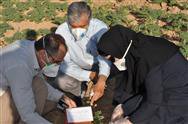 دومین مرحله رهاسازی زنبور براکون در سطح مزارع نخود دهستان گریت شهرستان خرم آباد انجام شد