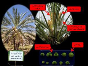 اجرای باغ الگویی آموزشی پوشش های حفاظتی خرما در ایستگاه جهرم  با هدف جهش تولید و دانش محوری