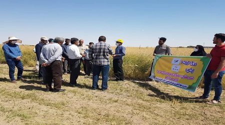 برگزاری روز مزرعه کلزا  و برنامه یاوران تولید در شهرستان فامنین با  حضور فعال همکاران بخش تحقیقات فنی و مهندسی کشاورزی همدان